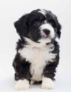 white and black maltese puppy