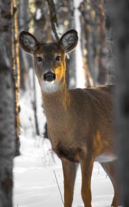 animal animal photography buck cold